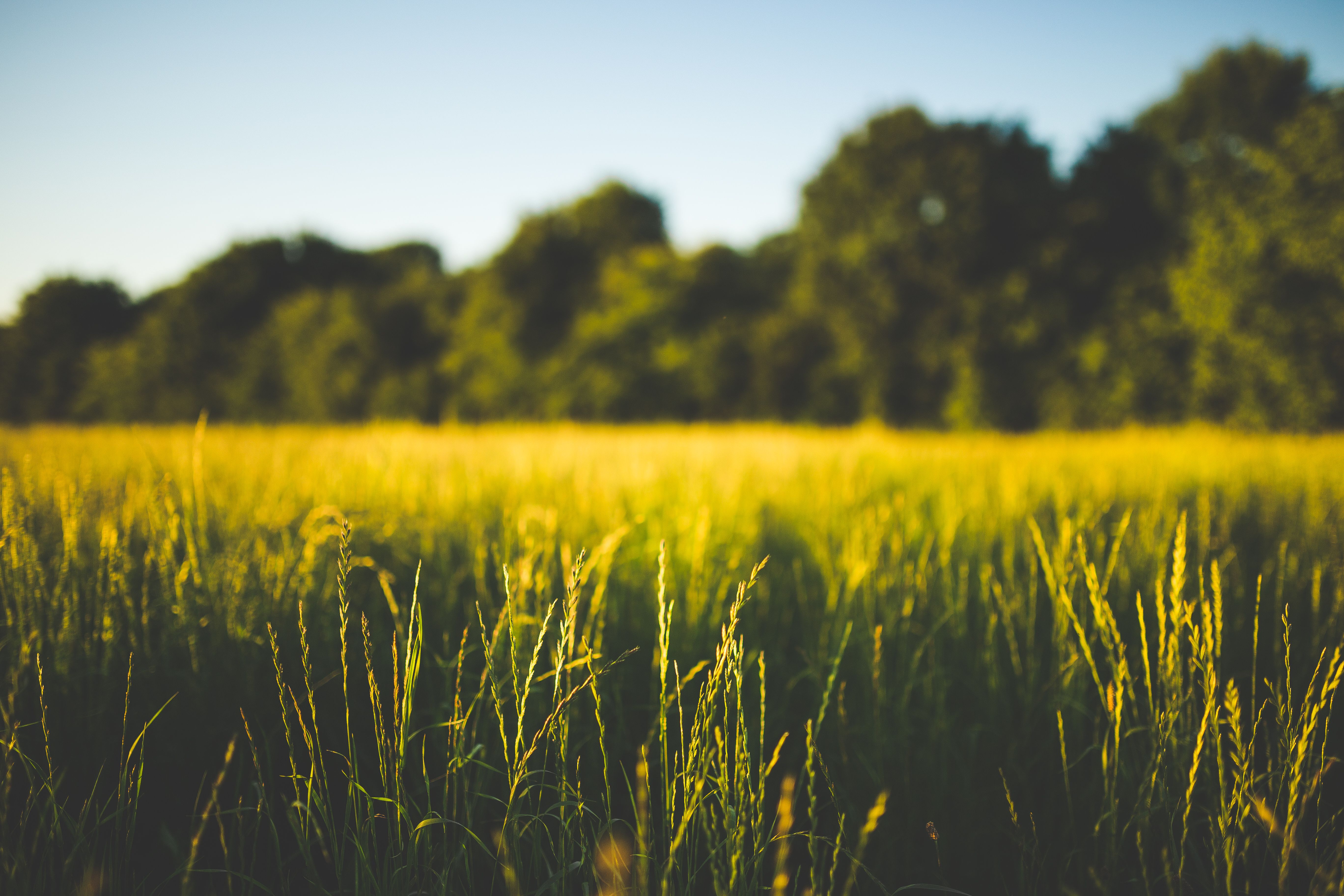 grass free image