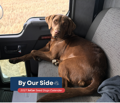 By Our Side campaign. Image of a chocolate lab. 