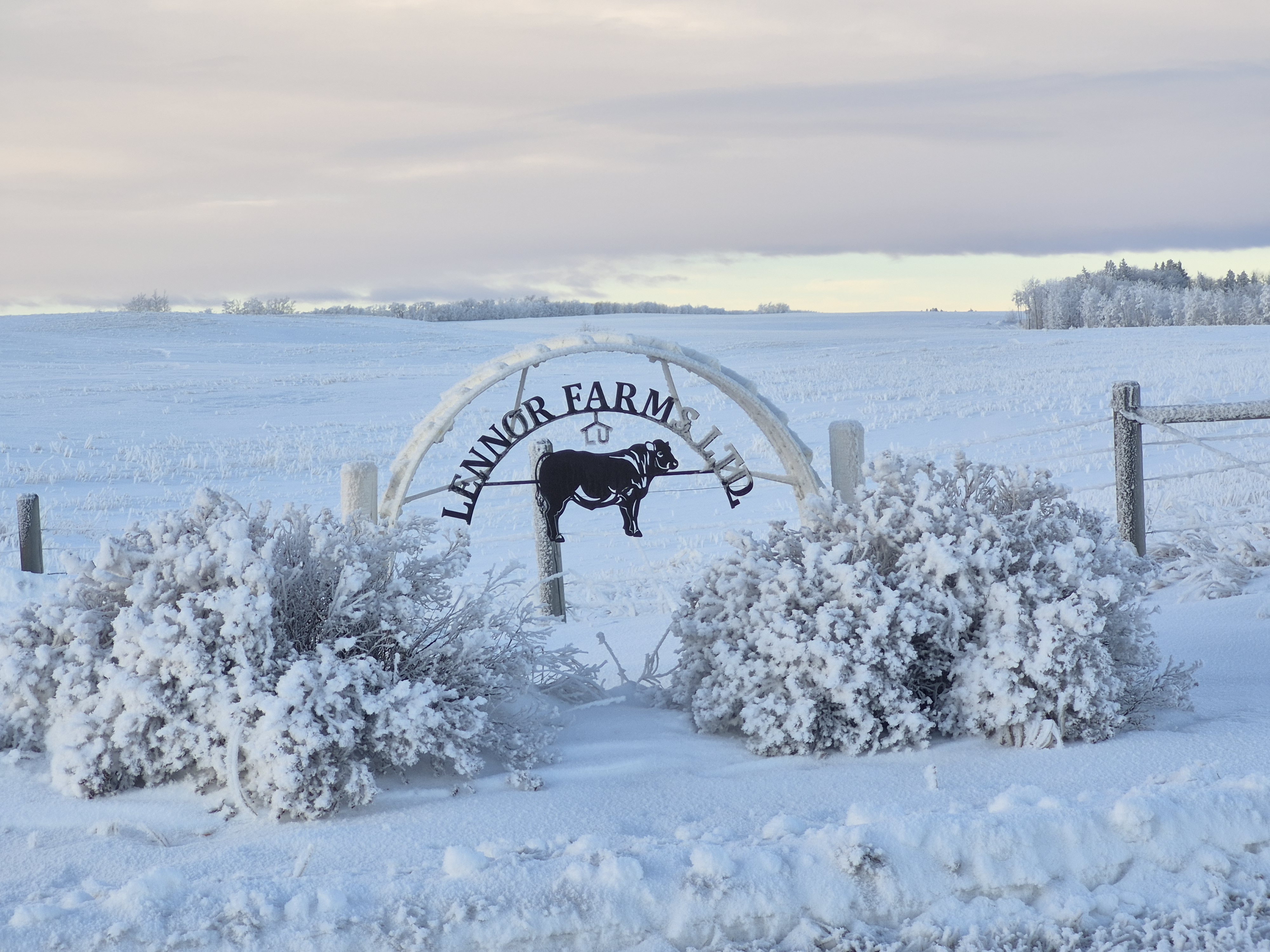 Lennor Farms Ltd. logo